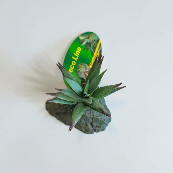 Preview: Lucky Reptile Tiger Aloe